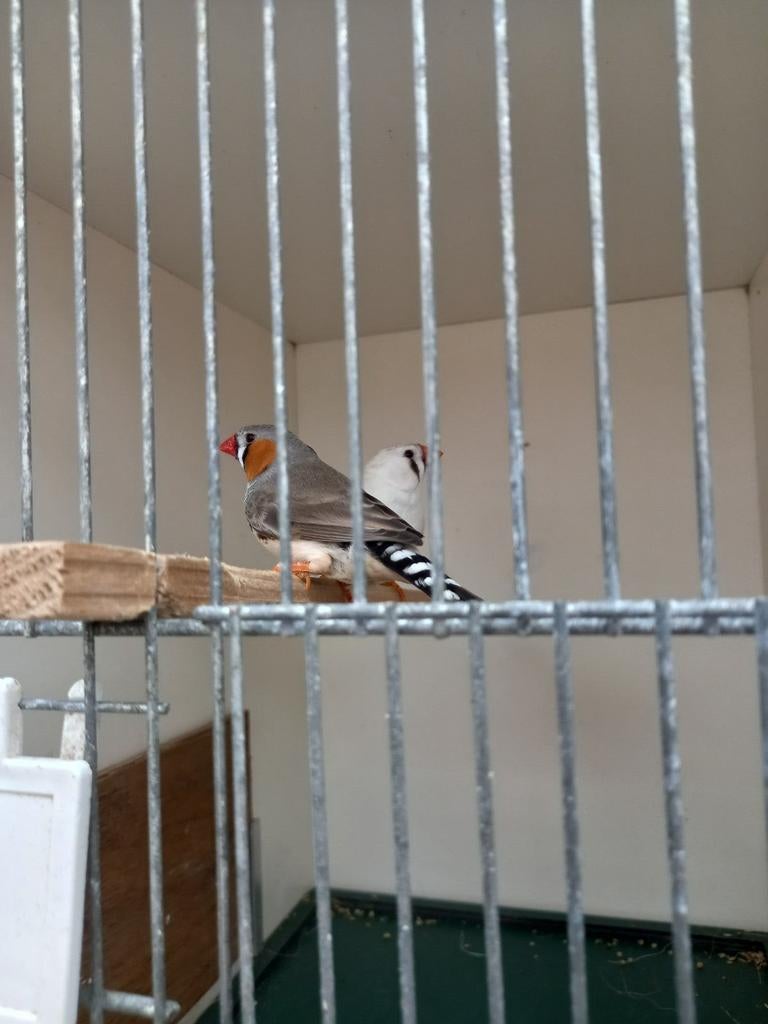 Zebravinken,, Dieren en Toebehoren