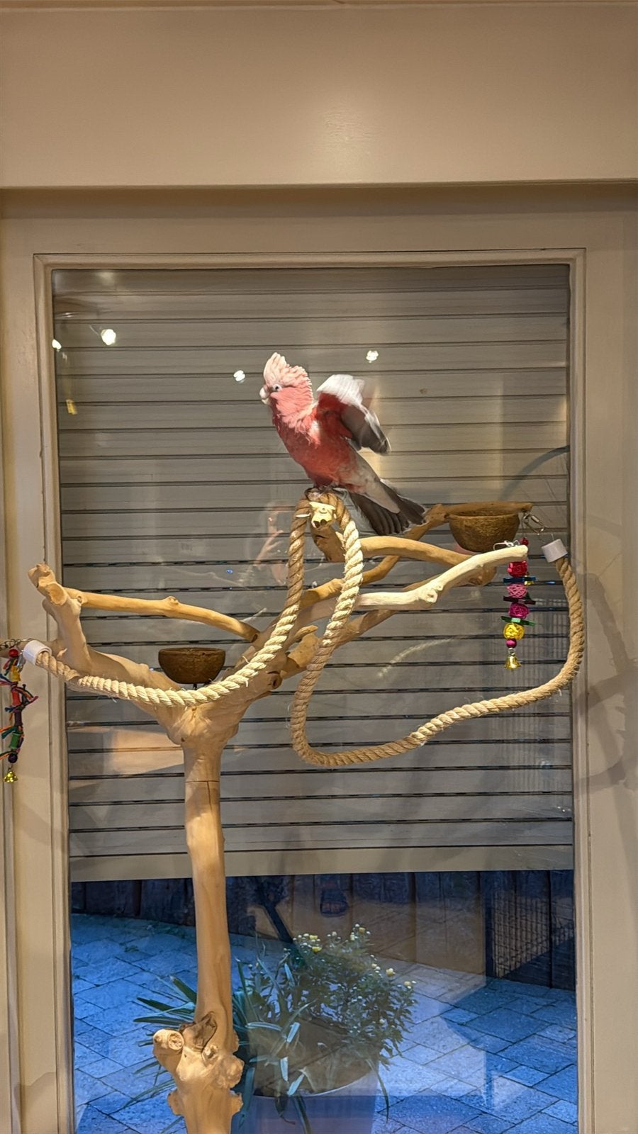 Rosé kaketoe, Animaux & Accessoires, Mâle, Perroquet, Domestique