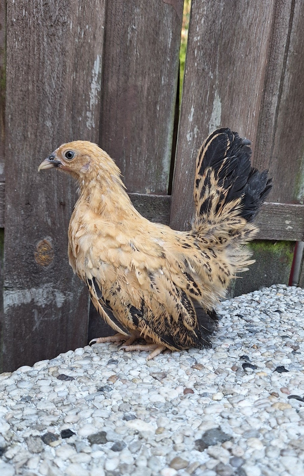 Prachtig chabo hennetje, Dieren en Toebehoren, Pluimvee, Vrouwelijk, Kip