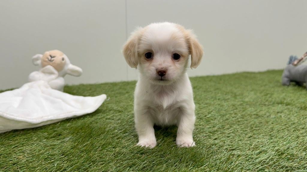 Chiots Teckel x Mix, Plusieurs, Hépatite contagieuse (maladie de Rubarth), Belgique, Plusieurs animaux