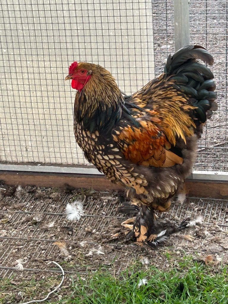 Brahma haan (goud/zwart), Dieren en Toebehoren, Meerdere dieren, Kip