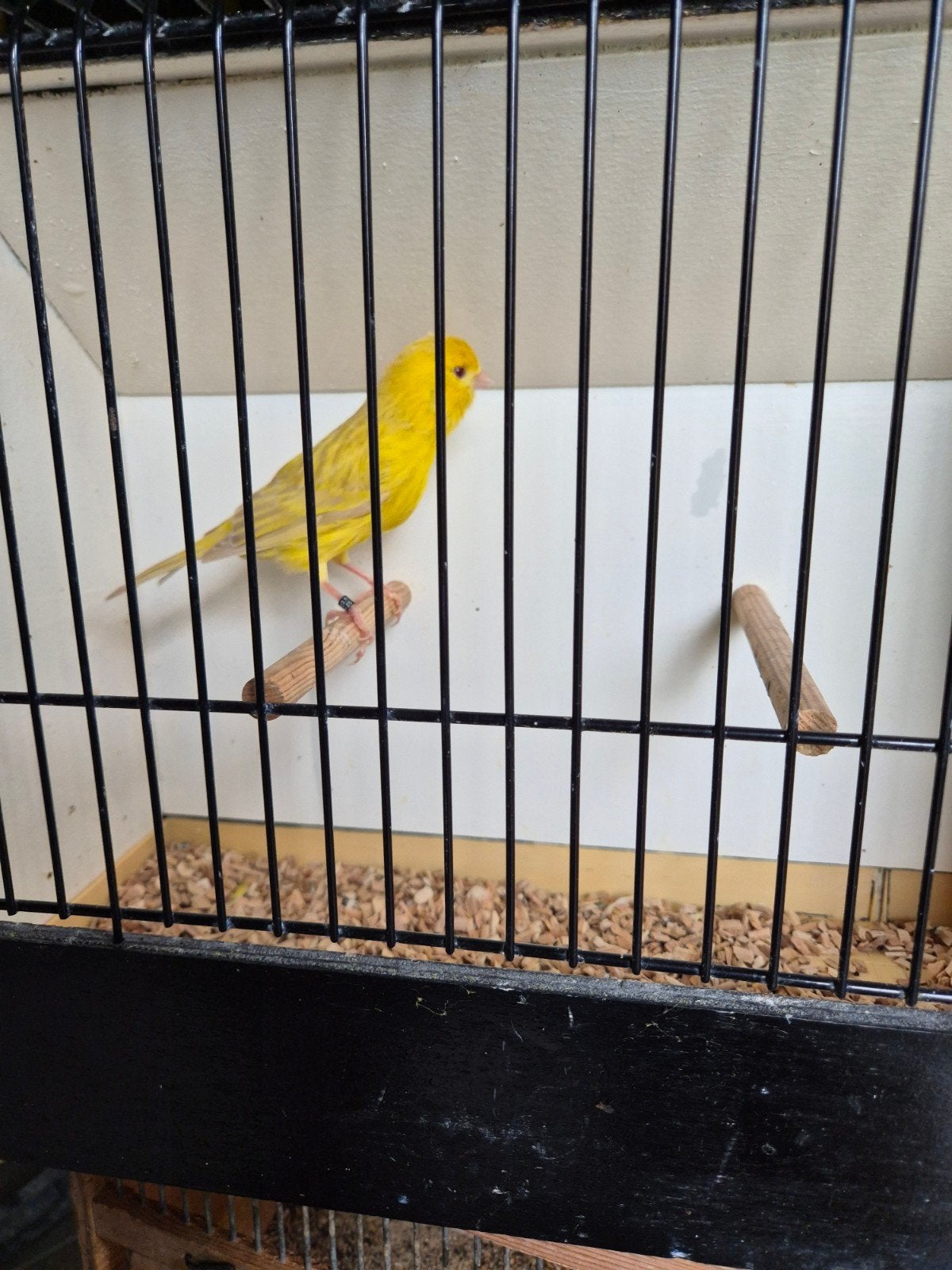satinet geel kanaries, Plusieurs animaux, Canari de couleur