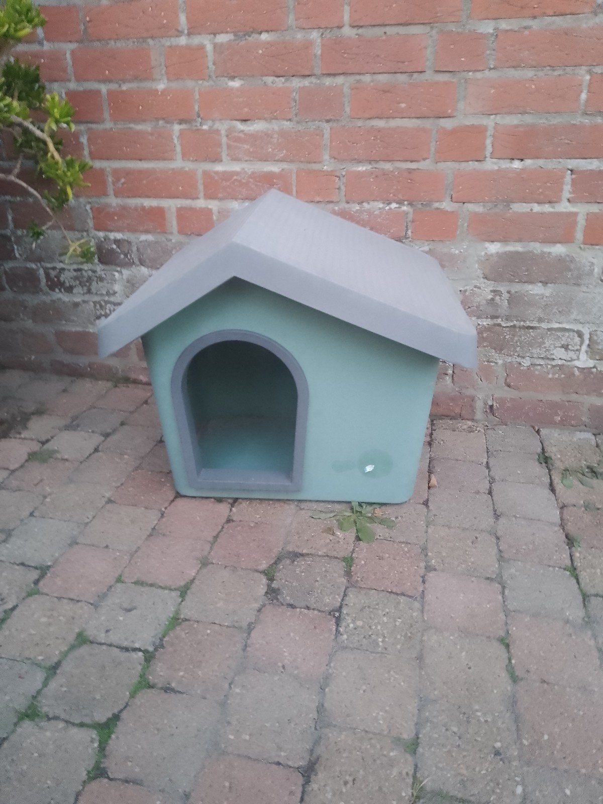 poezen ,kleine hond hokje, Dieren en Toebehoren, Ophalen of Verzenden