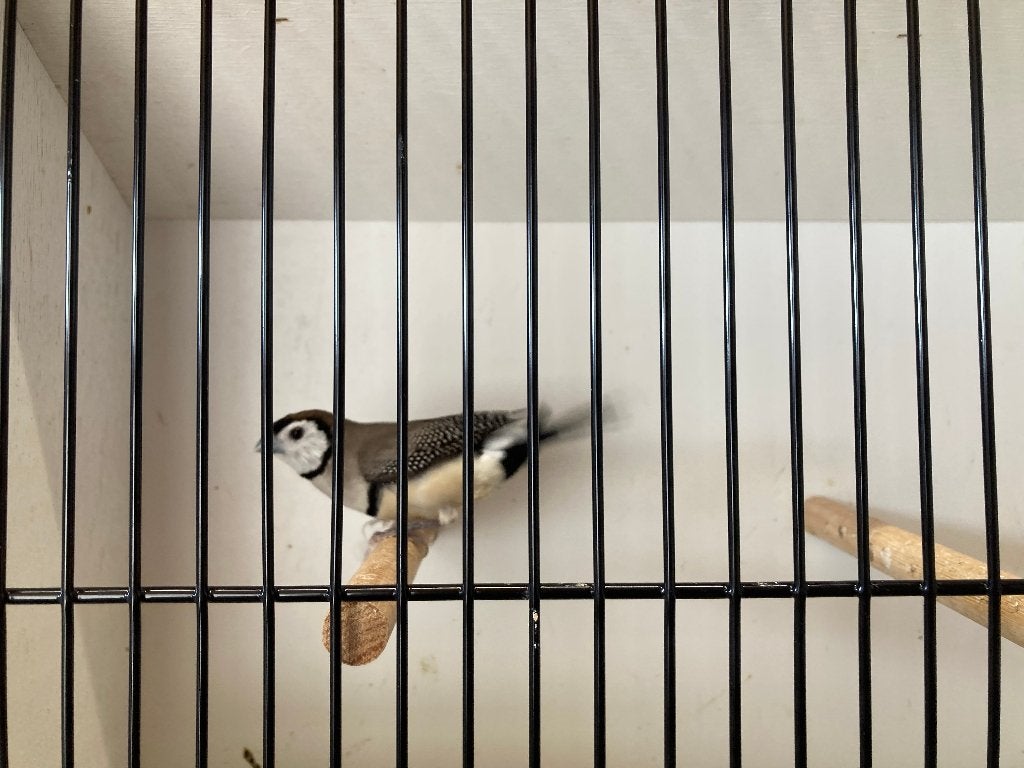 Bichenows, Animaux & Accessoires, Femelle, Oiseau tropical