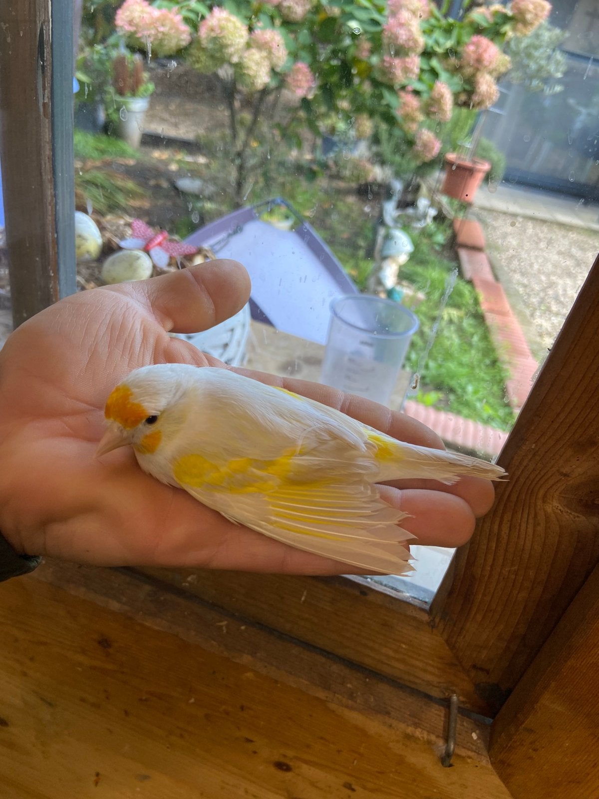 Kruising 2026 man, Dieren en Toebehoren, Mannelijk, Wildzangvogel