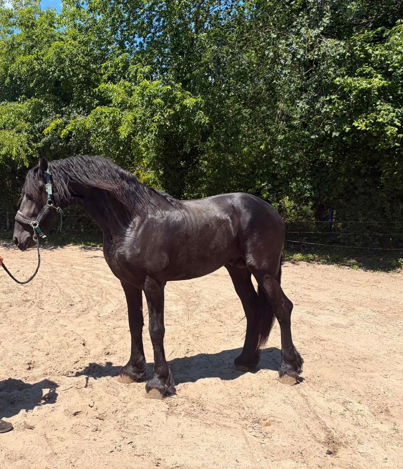 2 etalon frison a vendre, Animaux & Accessoires