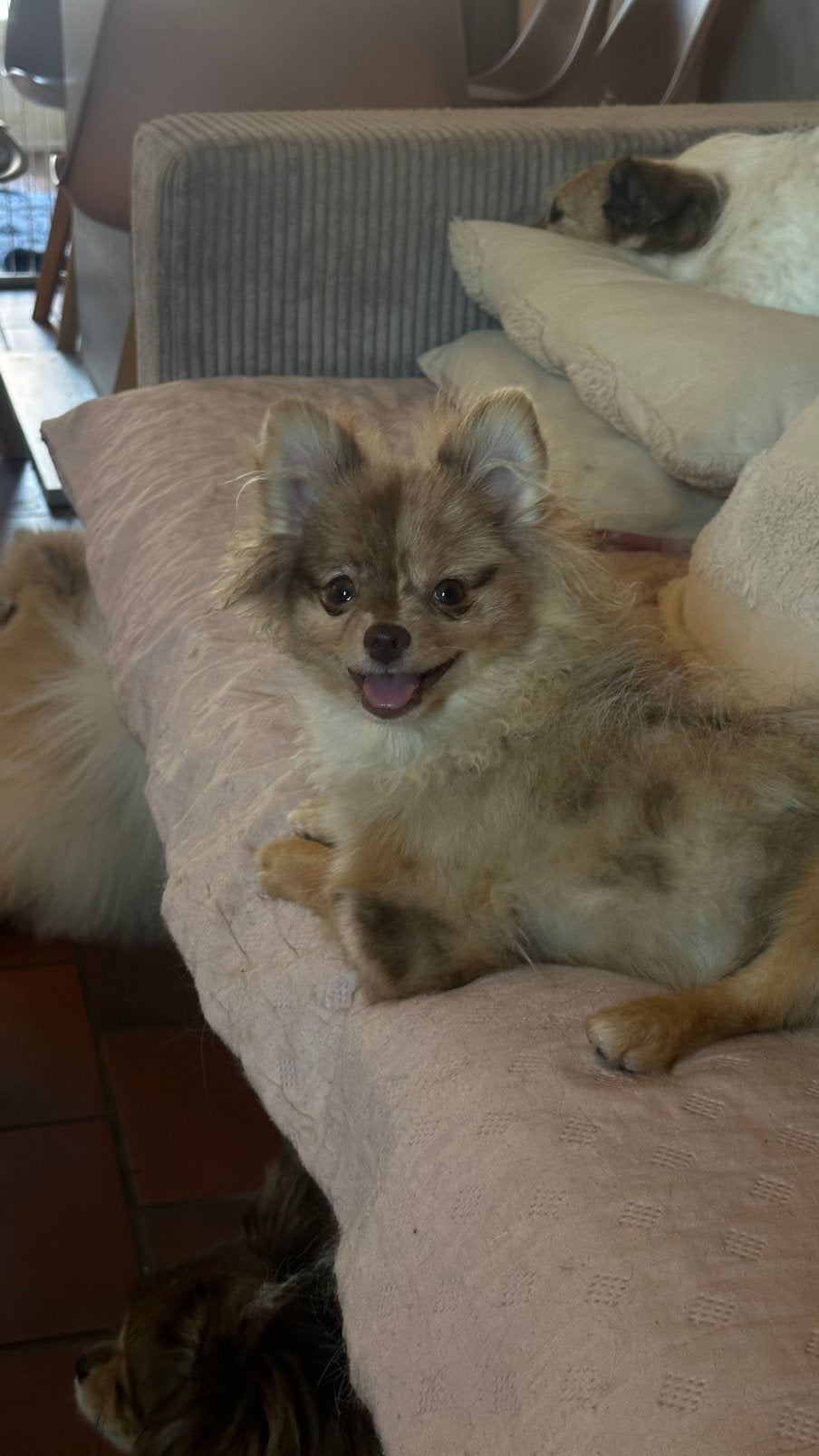 2 lieve meisjes zoeken nog een huisje. Raszuivere pomeriaan, België, Particulier, Keeshond, 15 weken tot 1 jaar