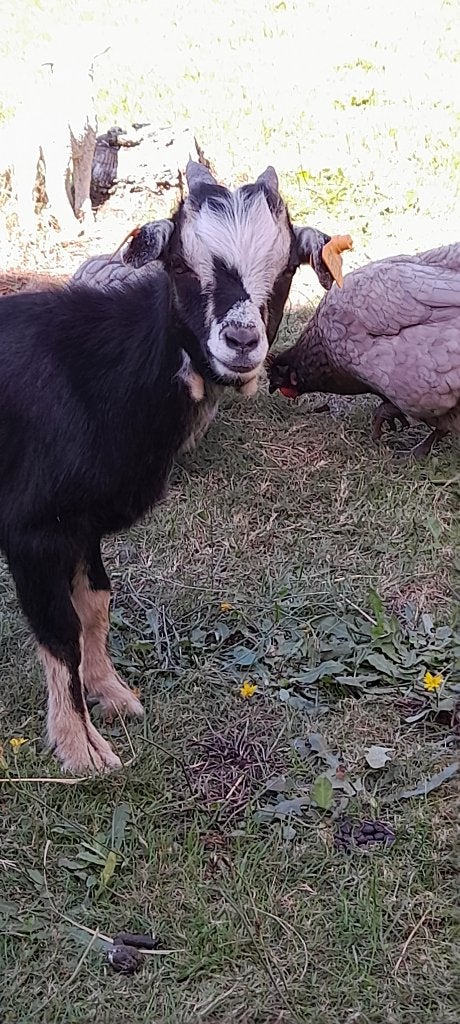 "Super tam dwerggeitje", Geit, 0 tot 2 jaar