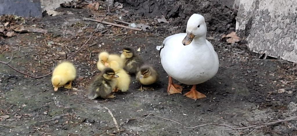 Broedeieren Hollandse Kwaker, Dieren en Toebehoren, Pluimvee