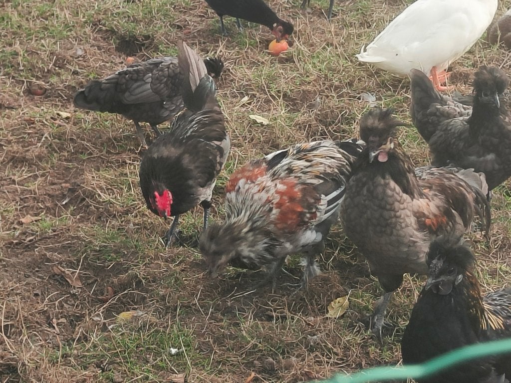 Gratuit : Roosters, mai 2026, Animaux & Accessoires, Mâle, Poule ou poulet