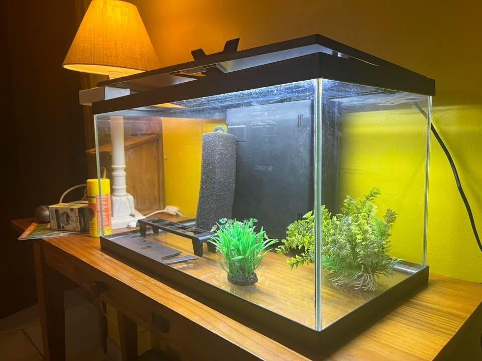 Aquarium, Enlèvement