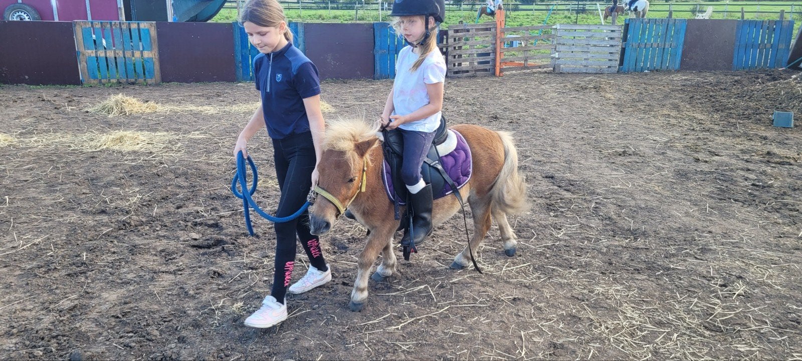 shetlandpony