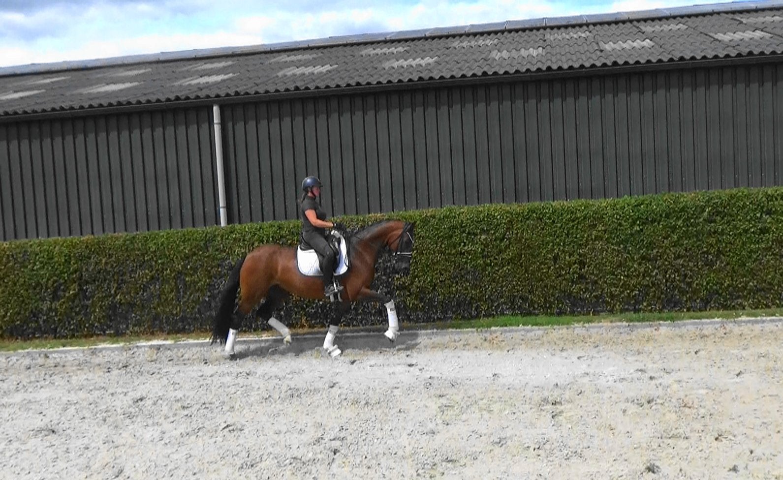 9 jr Elite Ferguson merrie, Z1 dressuur, interessante prijs!, Cheval de dressage, Z, Avec puce électronique, 165 à 170 cm