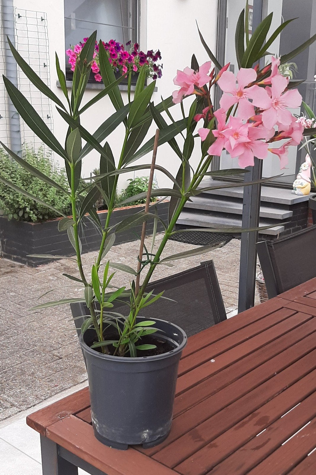jonge oleanders - roze bloemen, Ophalen