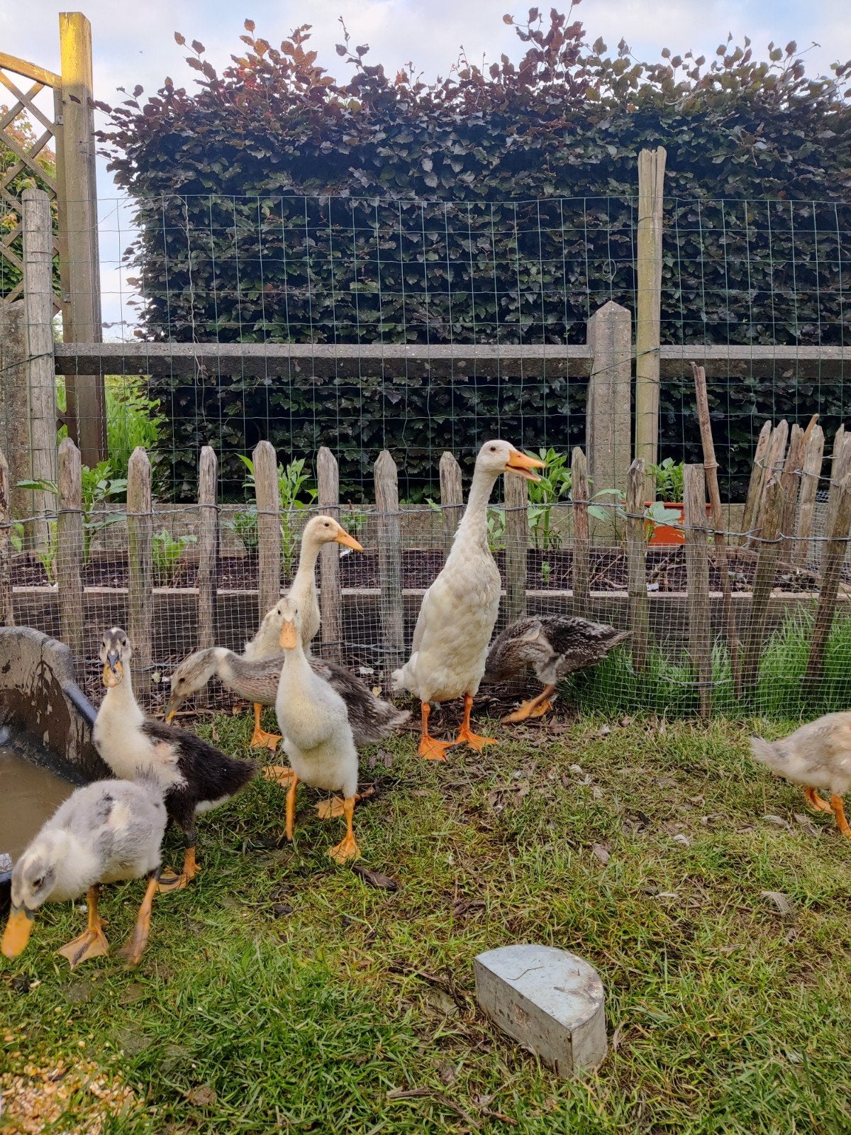 Kuikens Indische loopeenden, Dieren en Toebehoren
