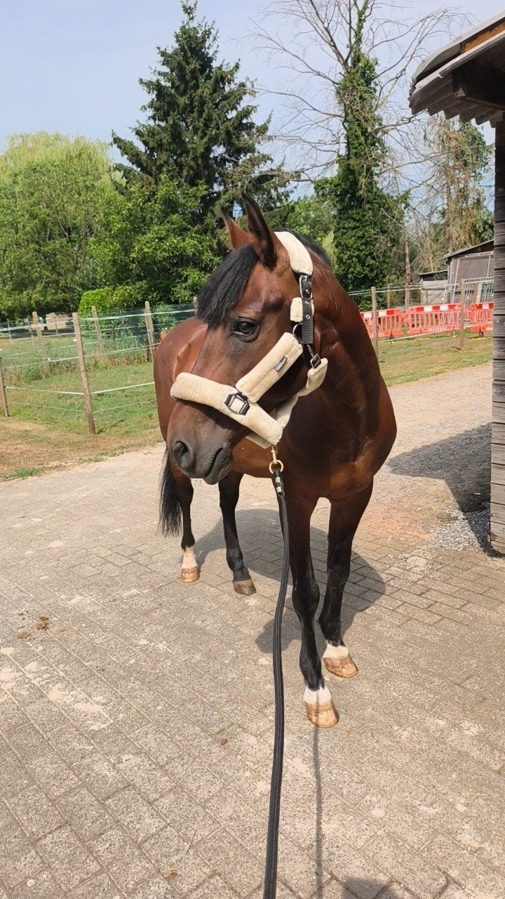 e pony te koop, Hongre, Avec puce électronique, 11 ans ou plus