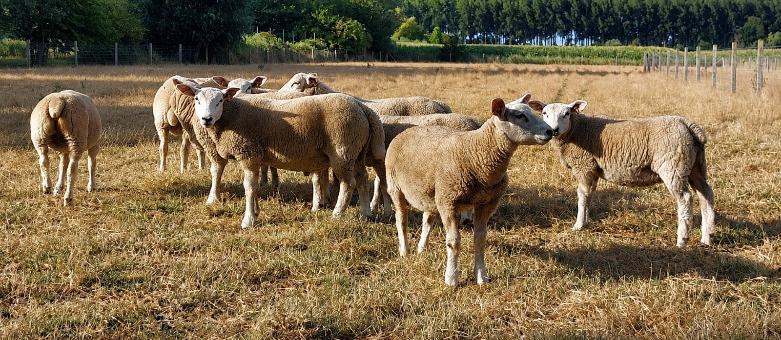 Franse Texel ramlammeren ooilammeren, Mannelijk, Schaap, 0 tot 2 jaar