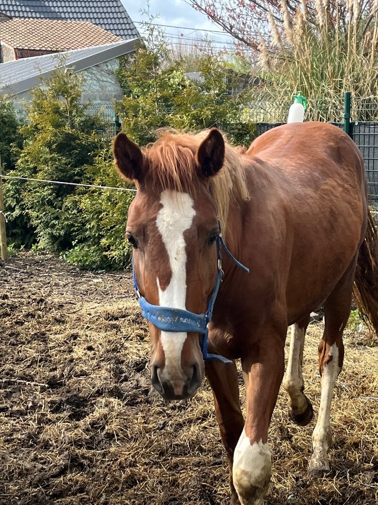 Étalon de 2ans, Dieren en Toebehoren, E pony (1.48m - 1.57m), Met stamboom, Springpony, 0 tot 2 jaar