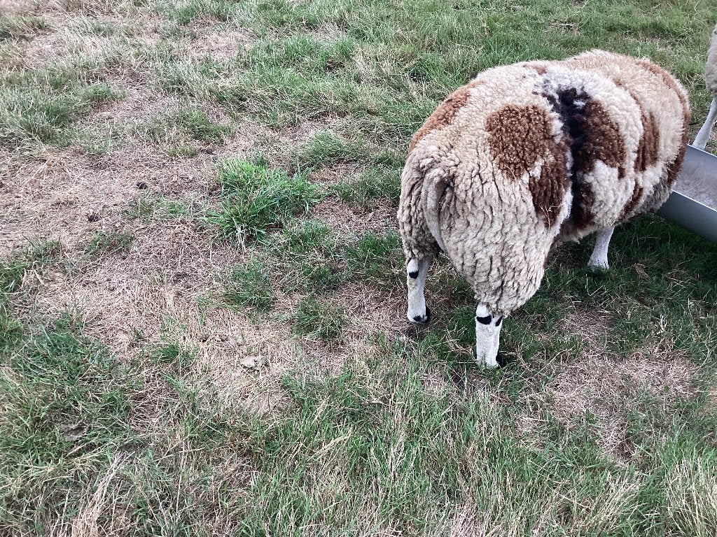 Schapen, Animaux & Accessoires, Mâle, Mouton, 0 à 2 ans