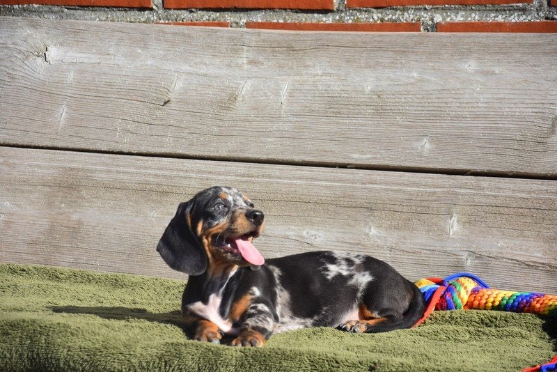 Prachtig Teckel pupje, Animaux & Accessoires, Chiens | Teckels & Bassets, Poils courts, Standard, Chien (mâle), Maladie de Carré (chiens)