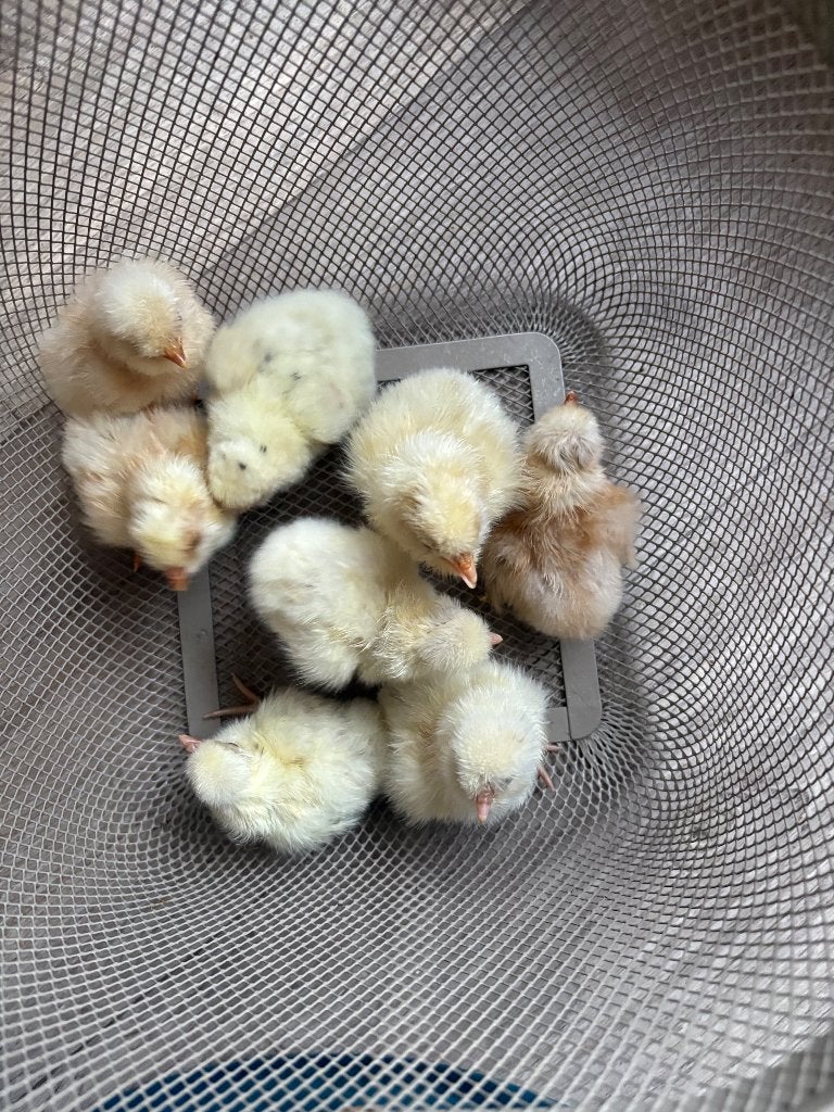 Padua hennen, Dieren en Toebehoren, Pluimvee, Vrouwelijk, Kip