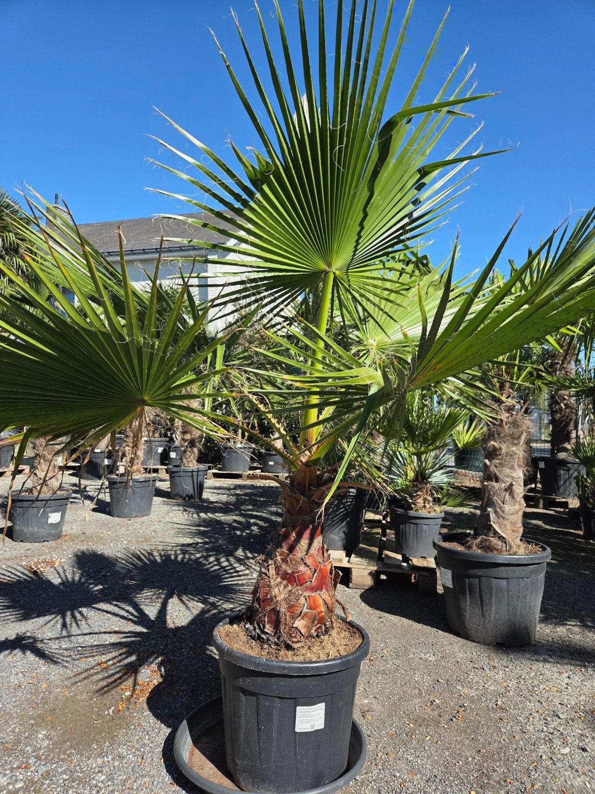 Palmboom Washingtonia Robusta, Tuin en Terras, Ophalen, Palmboom