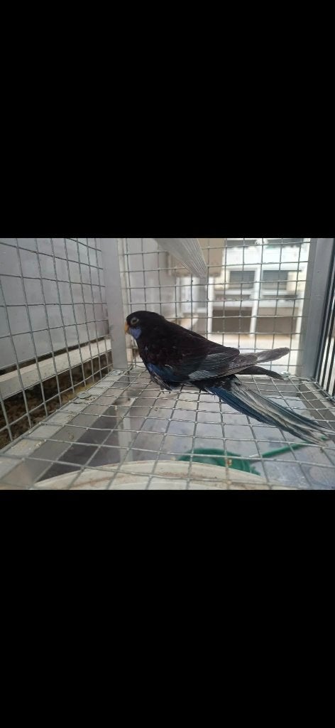 Rosellas, Sexe inconnu, Perruche, Bagué