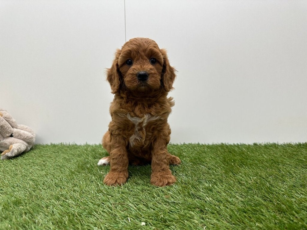 Nestje Cavapoo pups, Parvo, België, 8 tot 15 weken, Meerdere