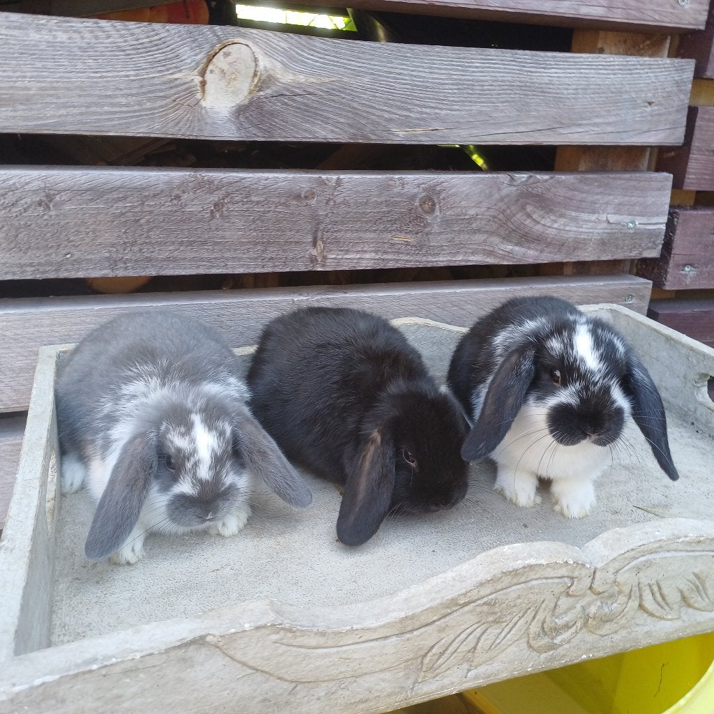 Minilop nhd dwerghangoortjes, Dieren en Toebehoren, Konijnen, Meerdere dieren, Dwerg, Hangoor, 0 tot 2 jaar
