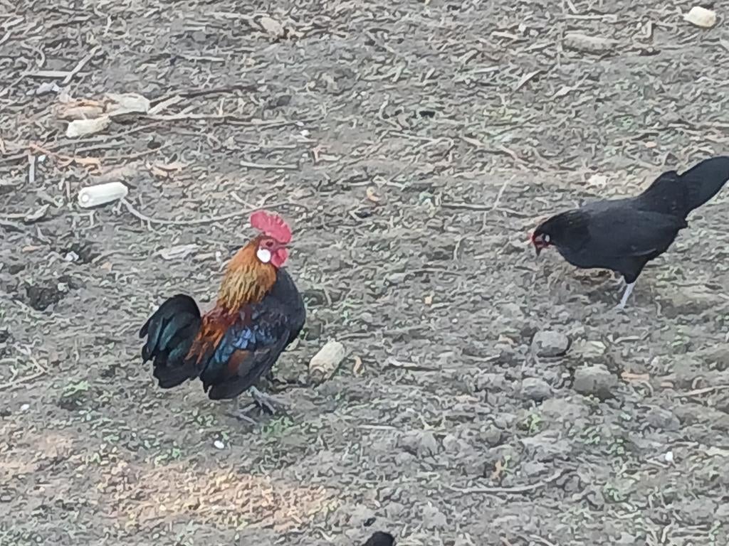 Kriel haan en hen, Dieren en Toebehoren, Pluimvee