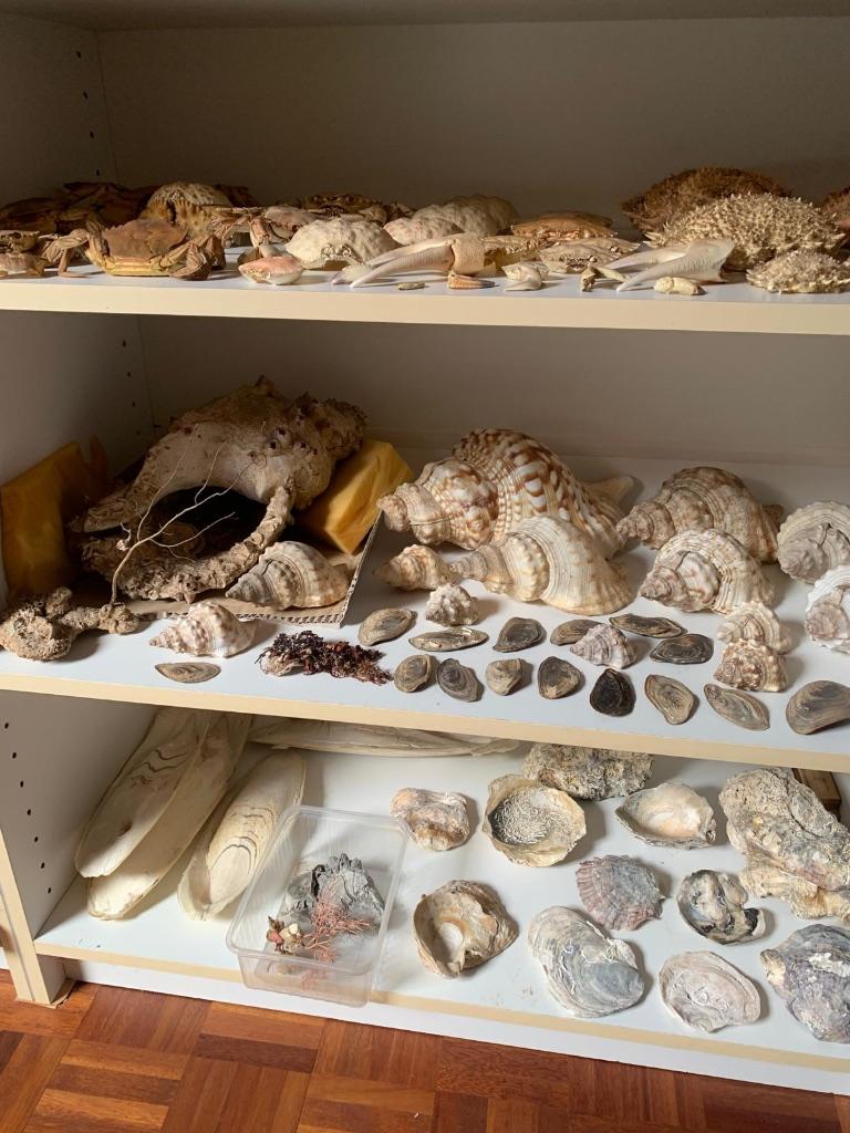 schelpen collectie verzameling decoratie POTK !!, Ophalen