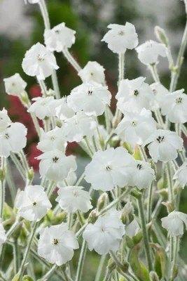 vaste plant: Witte Prikneuzen, Tuin en Terras, Ophalen of Verzenden, Vaste plant