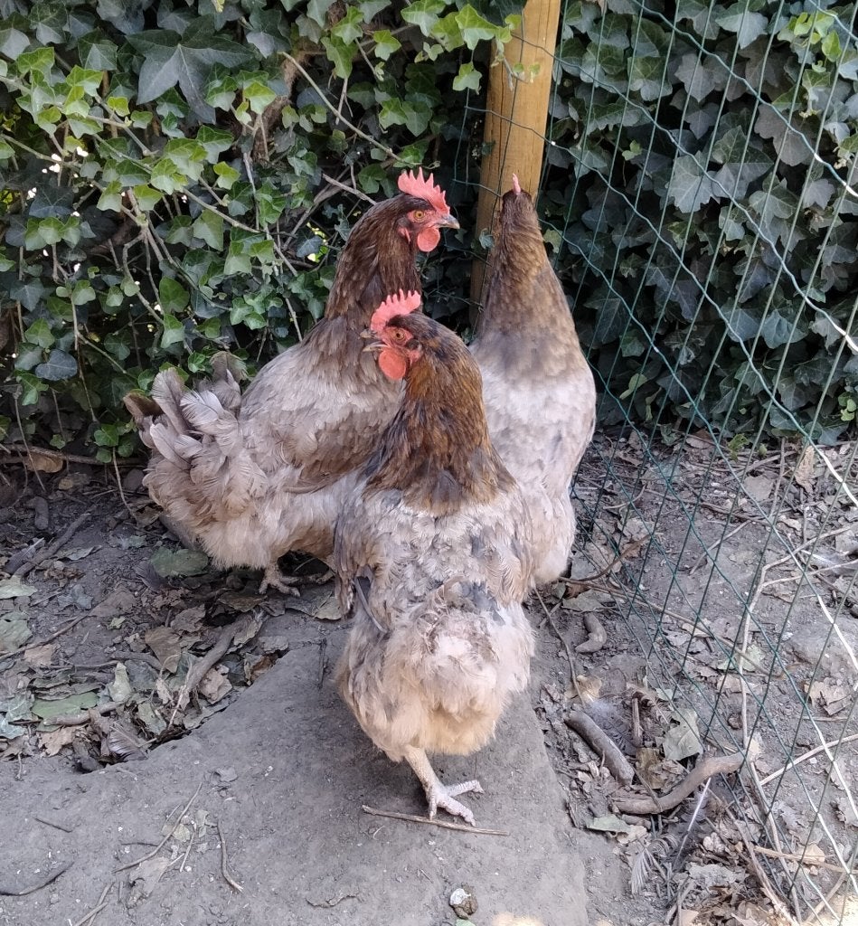 3 marans hennen, Animaux & Accessoires, Volatiles, Poule ou poulet, Femelle