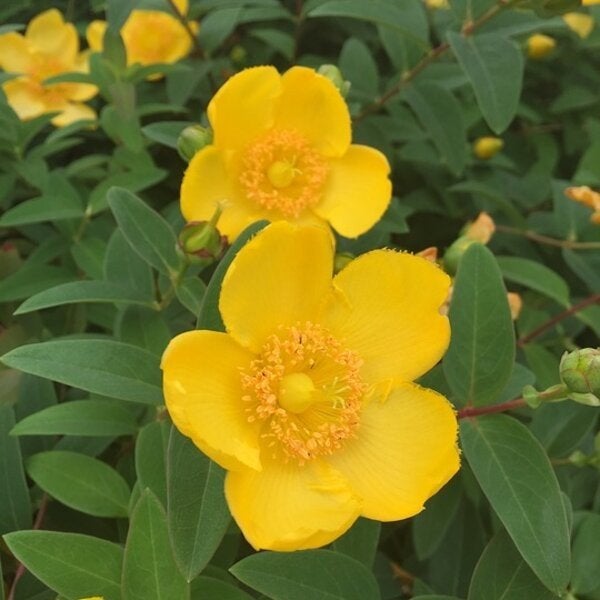 Hypericum hybr. 'Hidcote' /Herfsthooi 30/40 C3, Ophalen, Lente, Halfschaduw