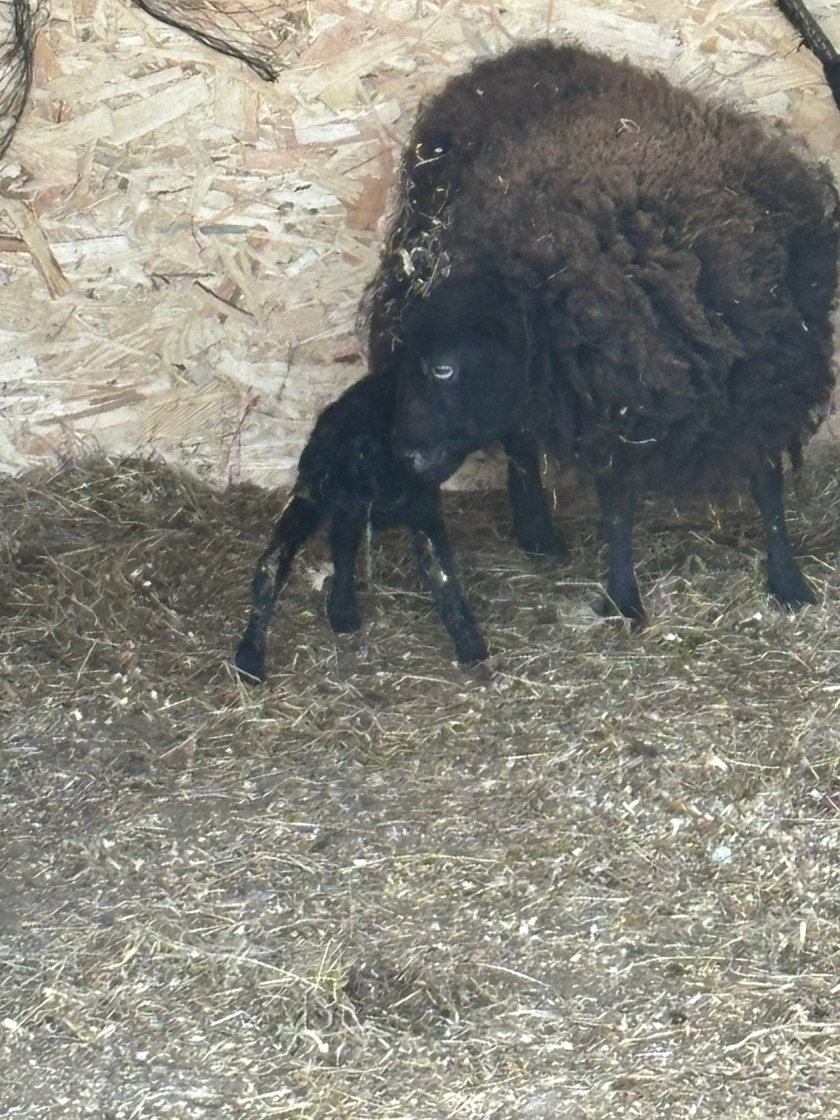 Quessant schaap met lam, Animaux & Accessoires, Moutons, Chèvres & Cochons, Mouton