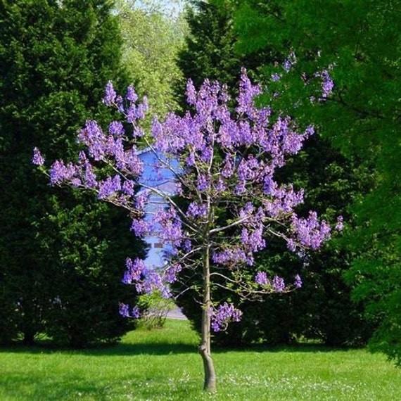 Paulownia tomentosa zaden, Tuin en Terras, Ophalen of Verzenden, Zaad