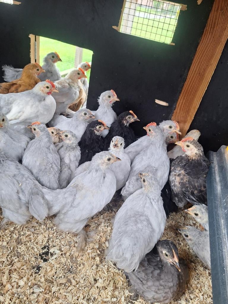 Gratis cochin kriel haantjes, Dieren en Toebehoren, Mannelijk, Kip