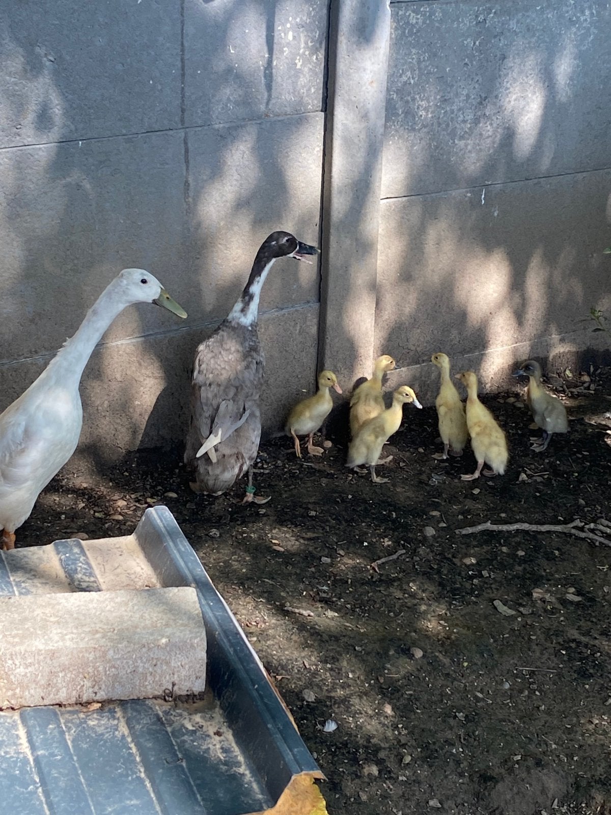 Loopeenden kuikens, Dieren en Toebehoren, Pluimvee