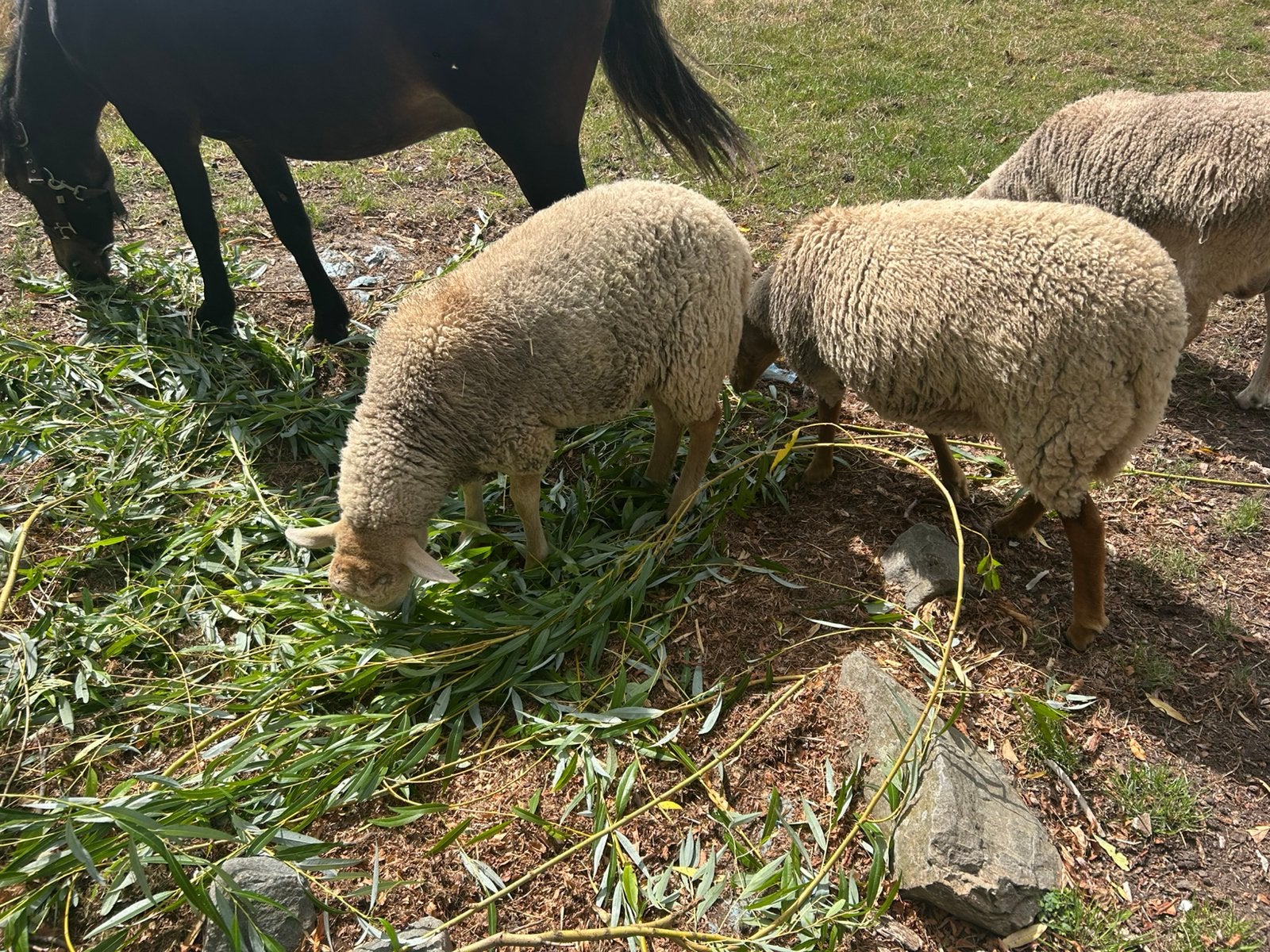 Ooi lam en ram lam te koop, Plusieurs animaux, Mouton, 0 à 2 ans