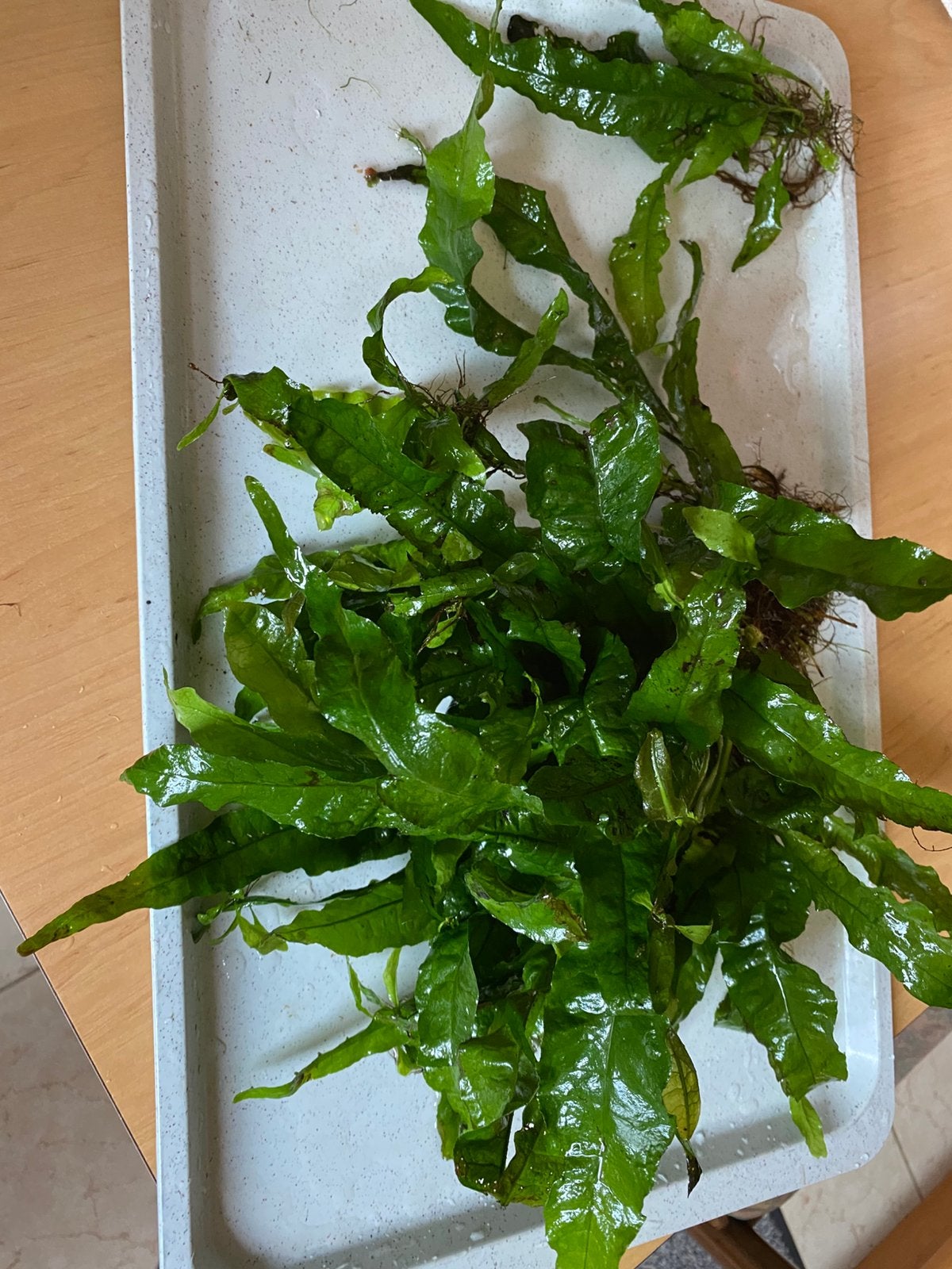 Aquariumplanten gratis!, Dieren en Toebehoren, Ophalen, Zo goed als nieuw