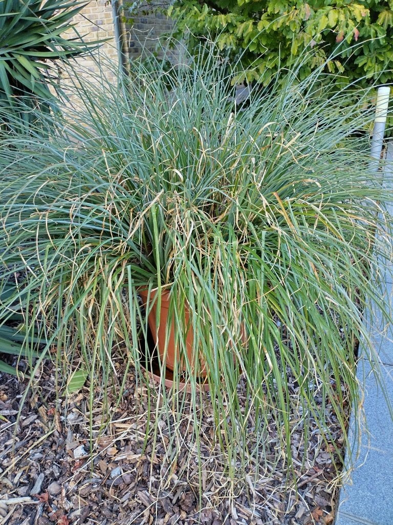 Tuin Plant, Ophalen, Vaste plant