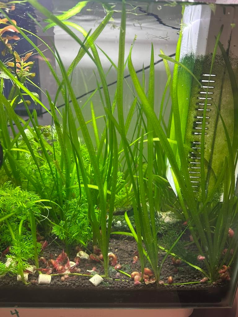 Gratis planten, Ophalen, Zo goed als nieuw