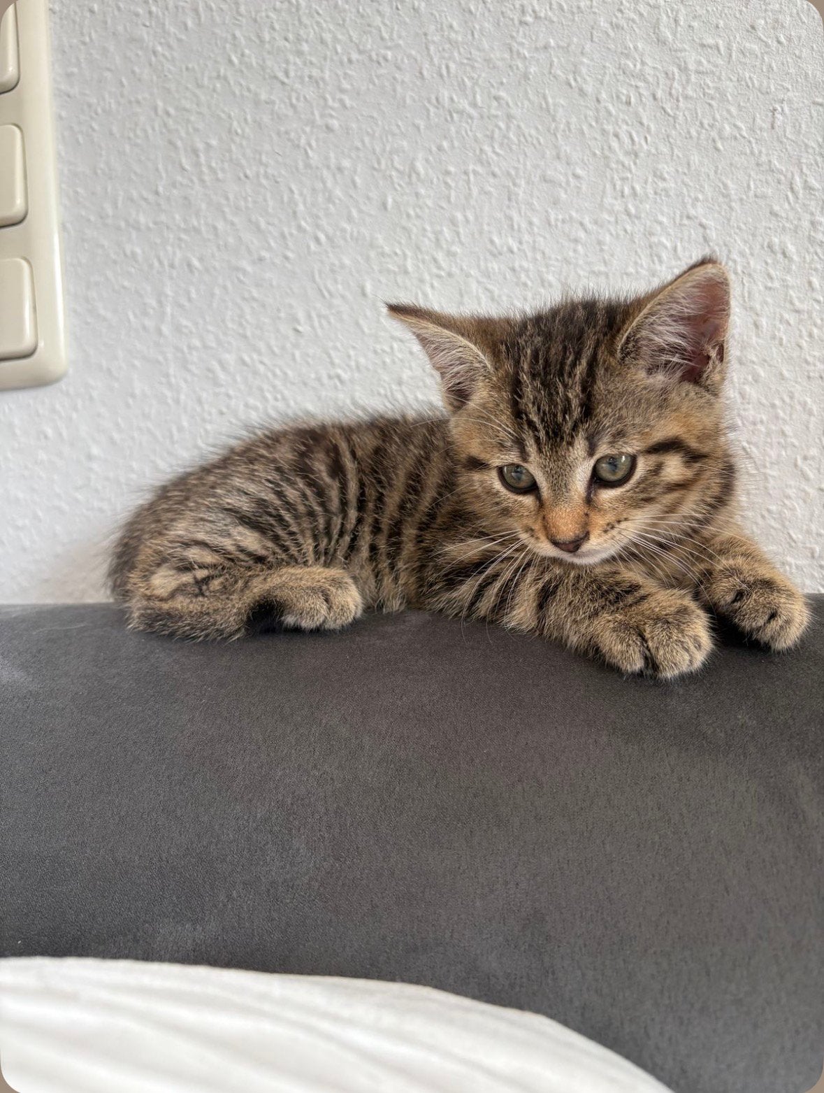 Recherche chaton à adopter gratuitement sur Bruxelles, Animaux & Accessoires, Chat, Avec pedigree, 0 à 2 ans