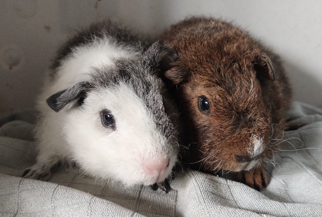 Beren rex, September, Mannelijk, Cavia