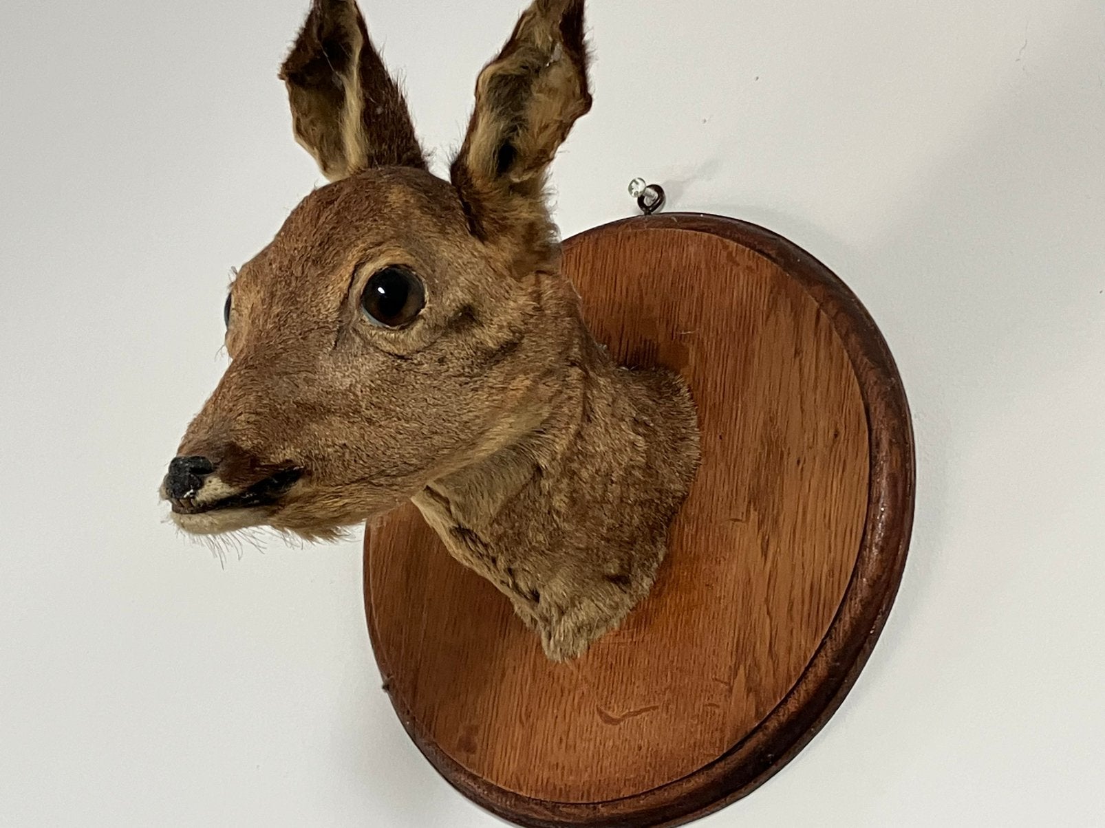 Taxidermie Cerf, Enlèvement ou Envoi