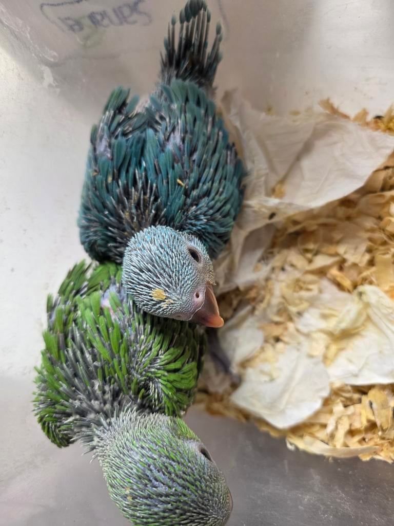 Groene en blauwe halsband en 3 valkjes on net de hand groot