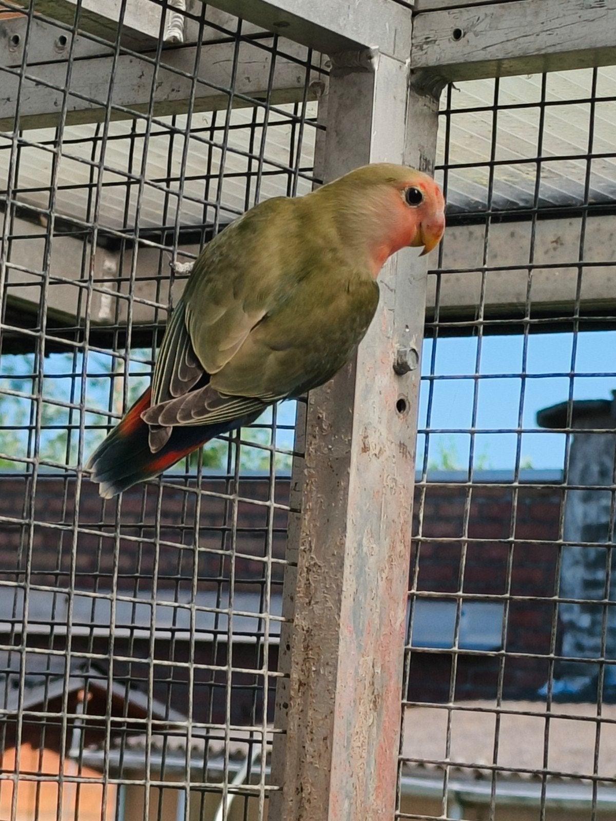 jonge wildkleur roseicolli
