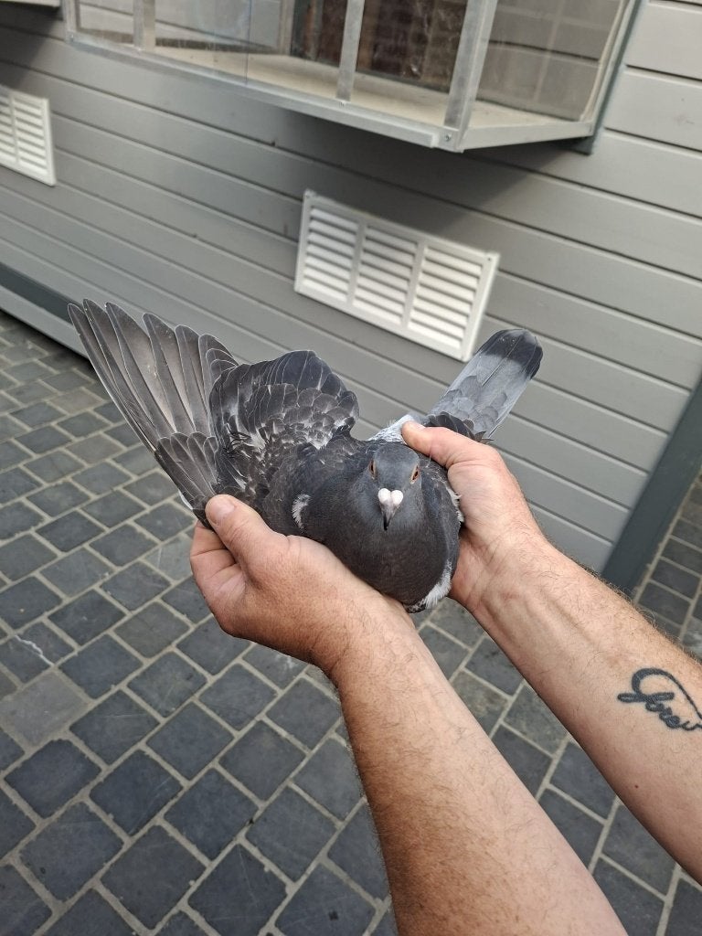 duif, Dieren en Toebehoren, Geslacht onbekend, Postduif