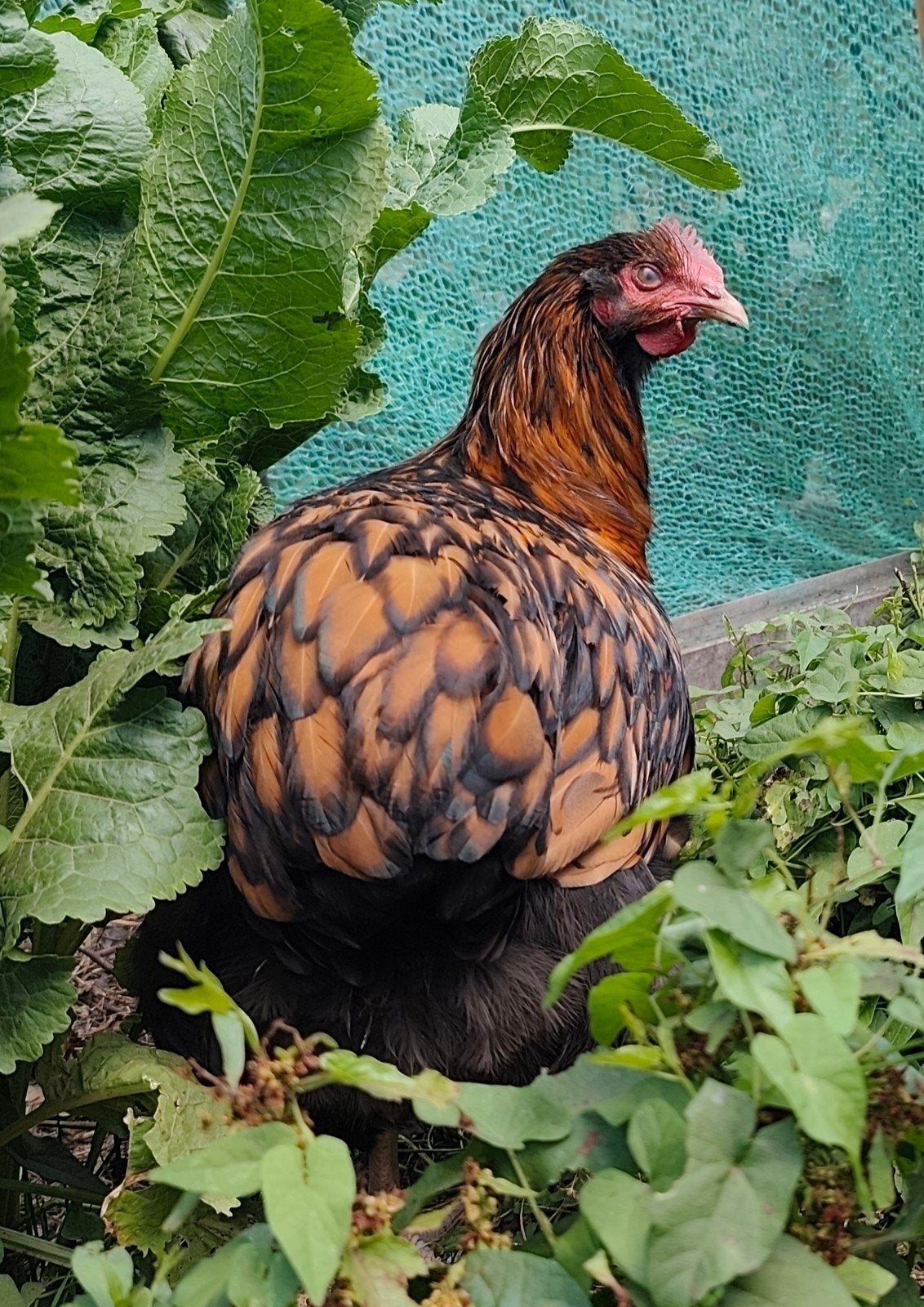 orpington goudgezoomd haan (100% ras- en kleurzuiver), Dieren en Toebehoren, Pluimvee, Kip, Mannelijk