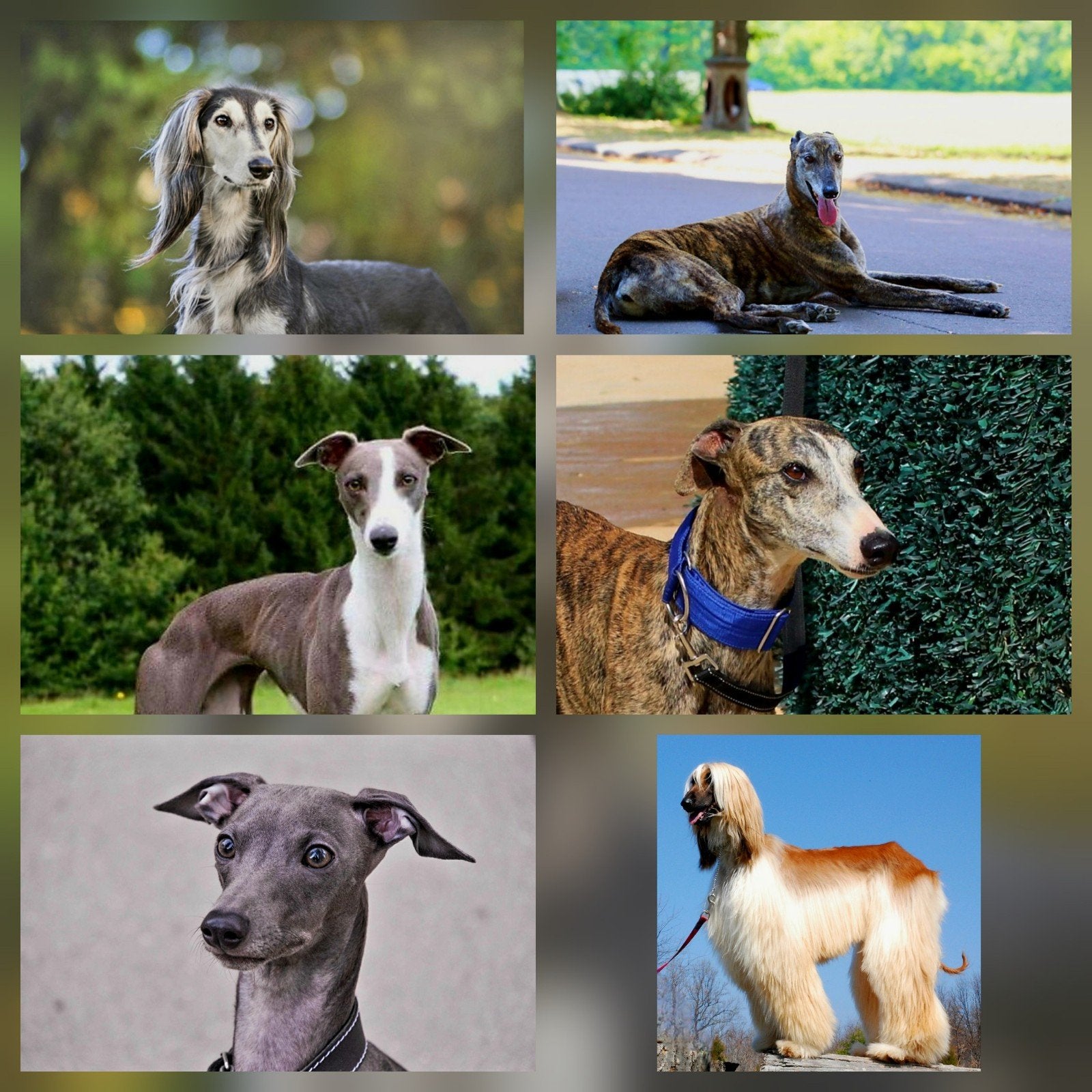 PREMIUM SERVICE VOOR HONDENOPPAS GREYHOUNDS, Diversen, Overige Diversen, Nieuw